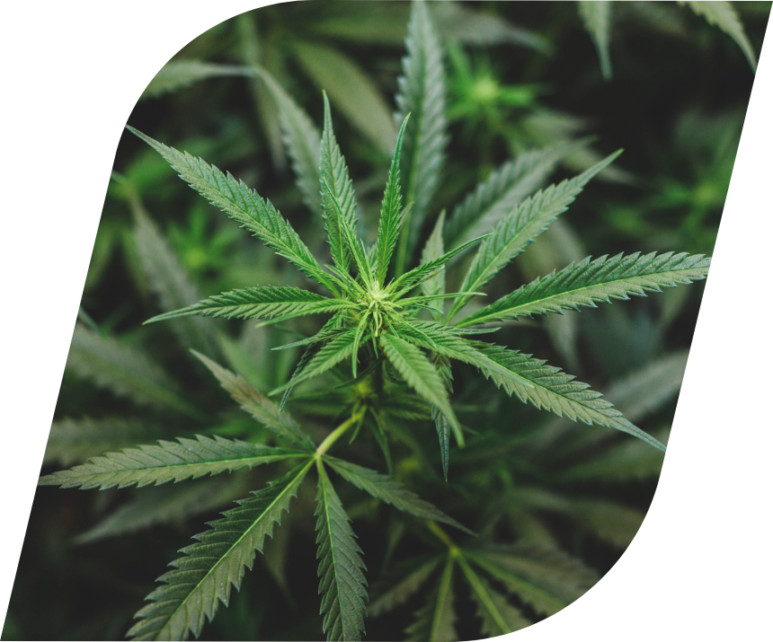 ICYMI: US House Passes Recreational Marijuana Bill